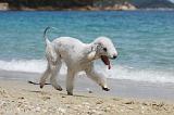 BEDLINGTON TERRIER 046